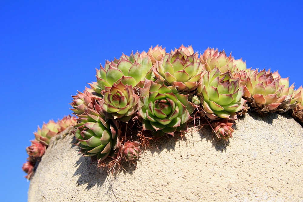 a group of succulents growing out of a rock