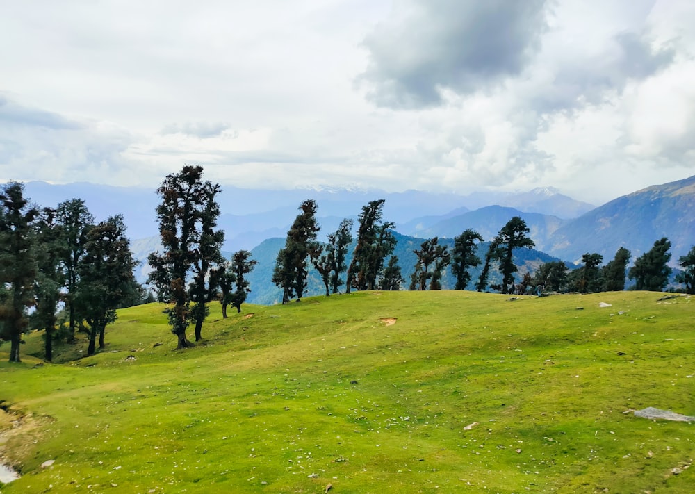 a lush green hillside with trees and mountains in the background