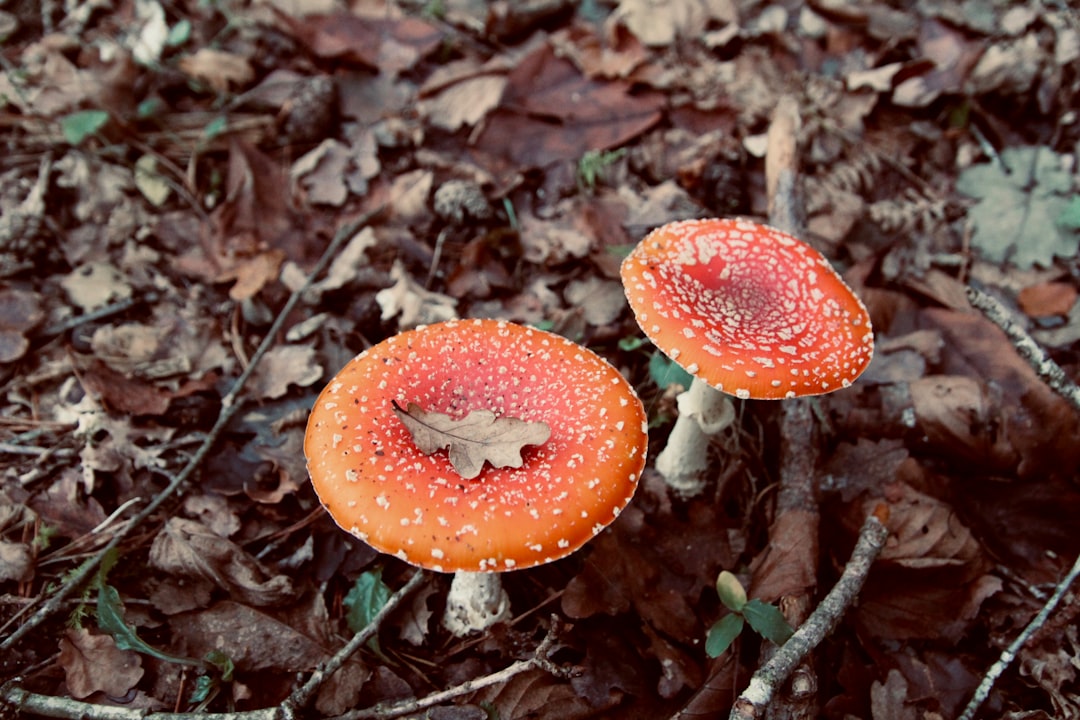a couple of mushrooms that are on the ground