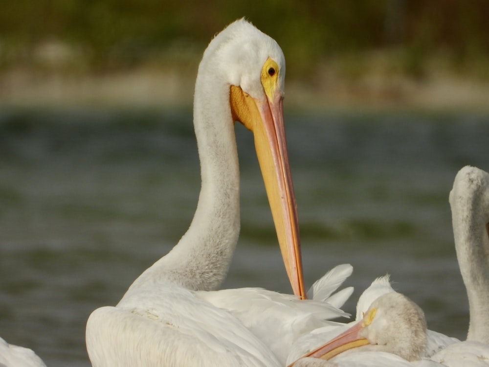 a couple of white birds standing next to each other