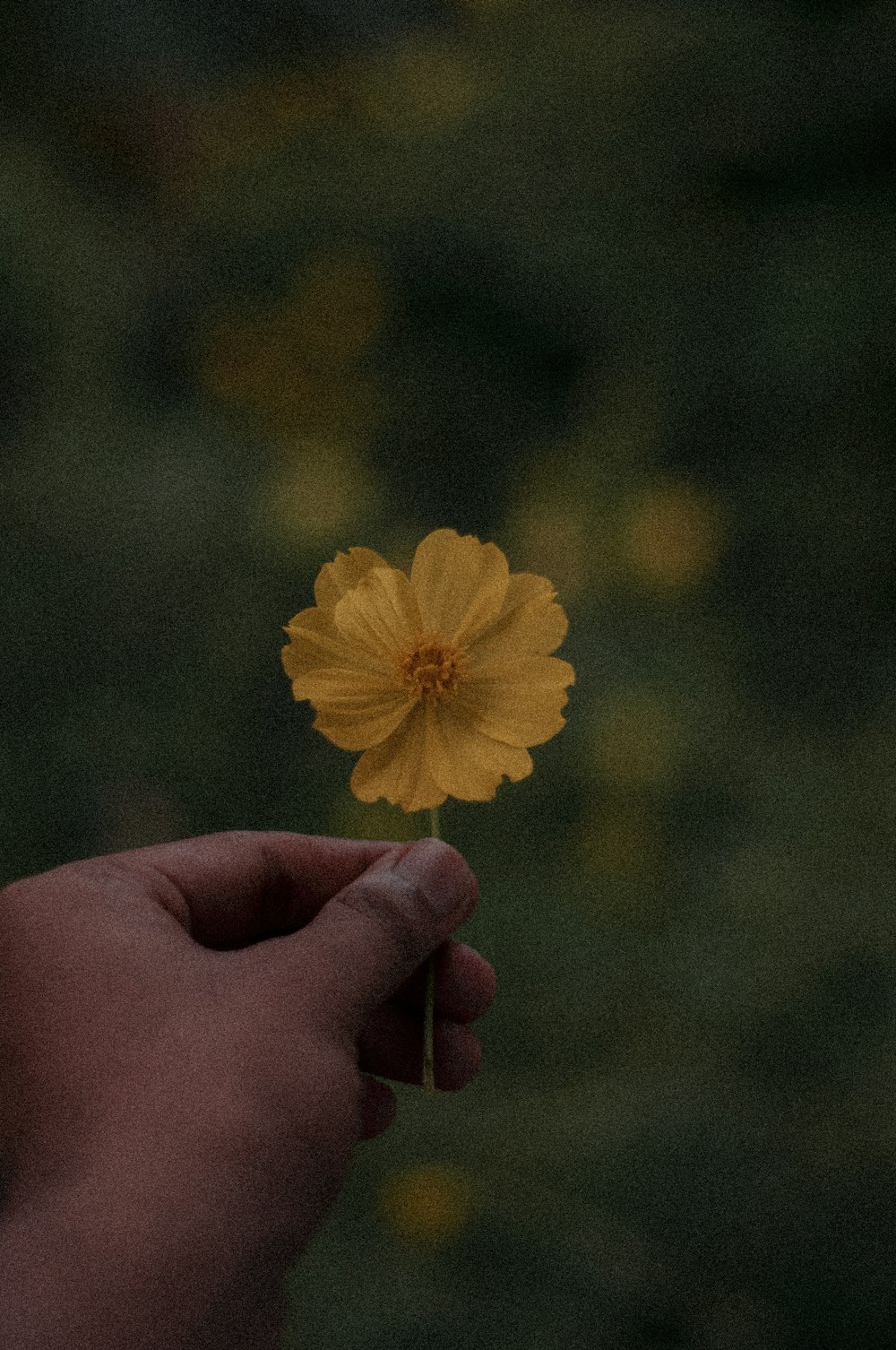 a person holding a yellow flower in their hand