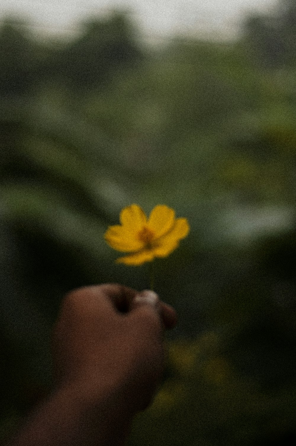 a person holding a yellow flower in their hand