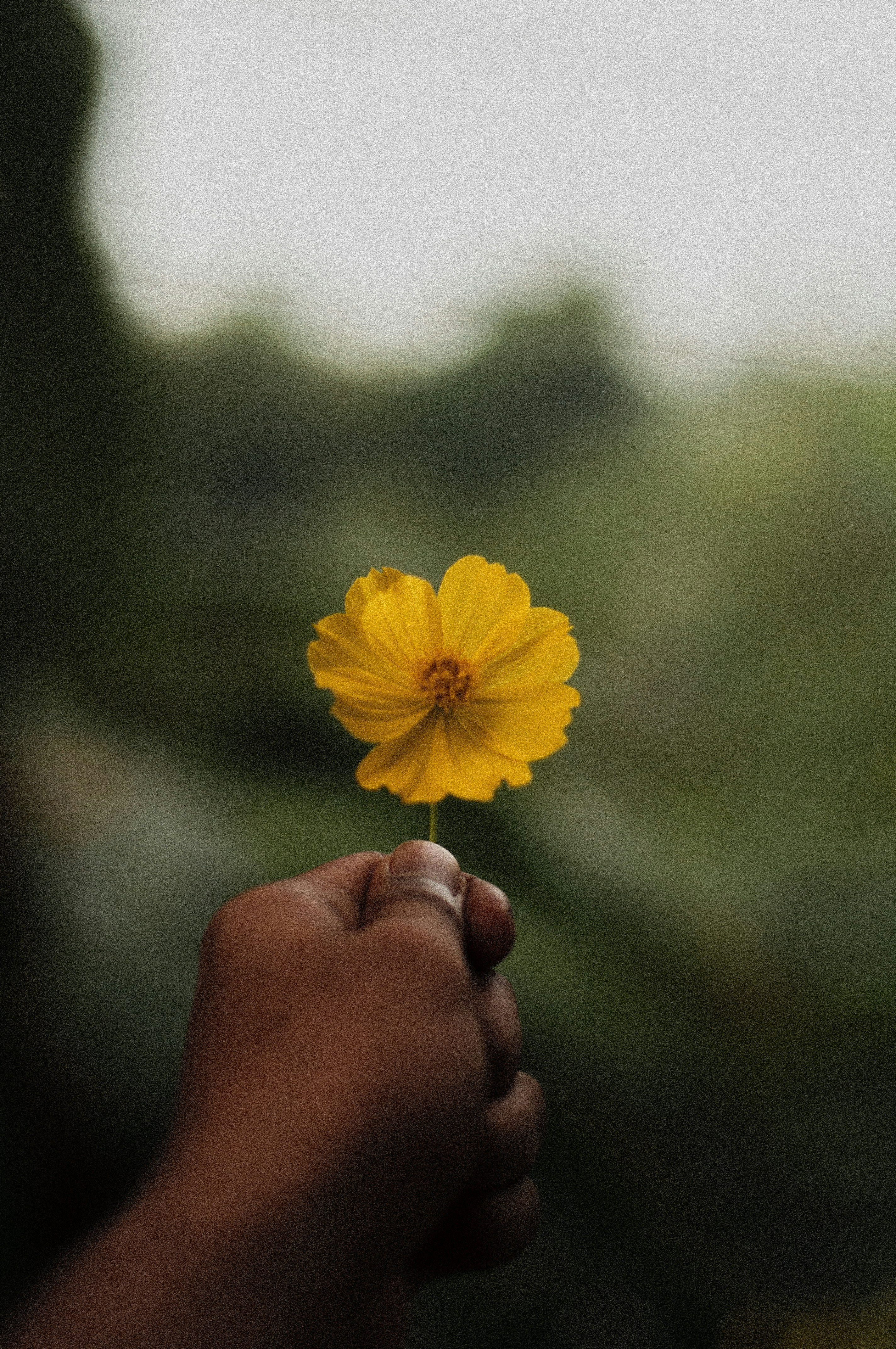 a person holding a yellow flower in their hand