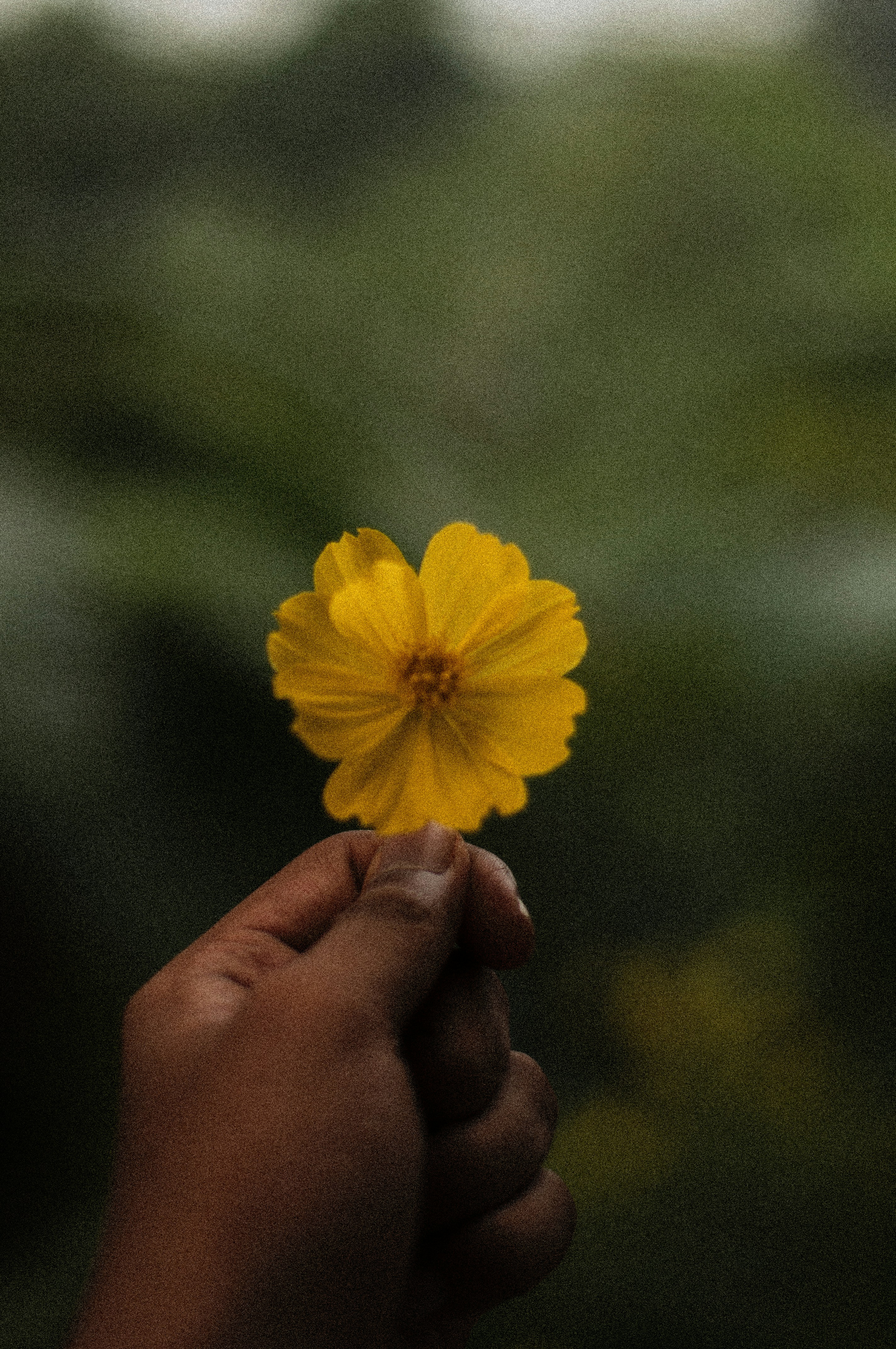 a person holding a yellow flower in their hand