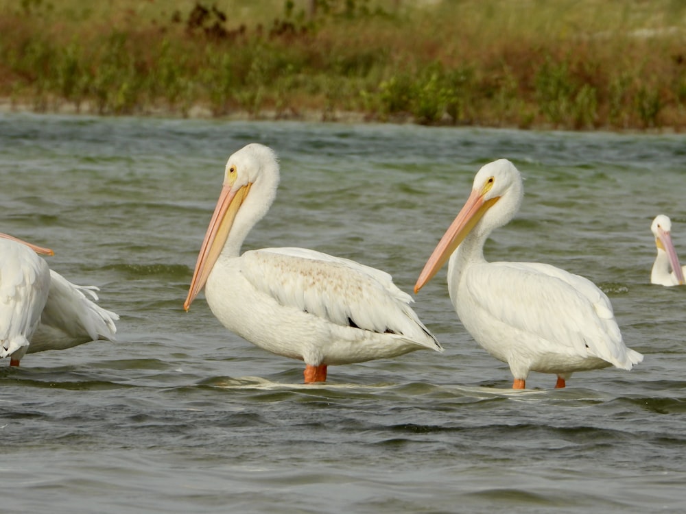 a group of pelicans standing in the water