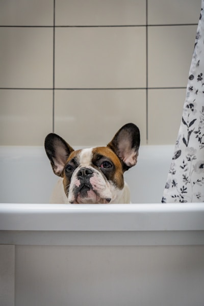 Urinary Tract Infections in Dogs: Symptoms, Causes and Treatment