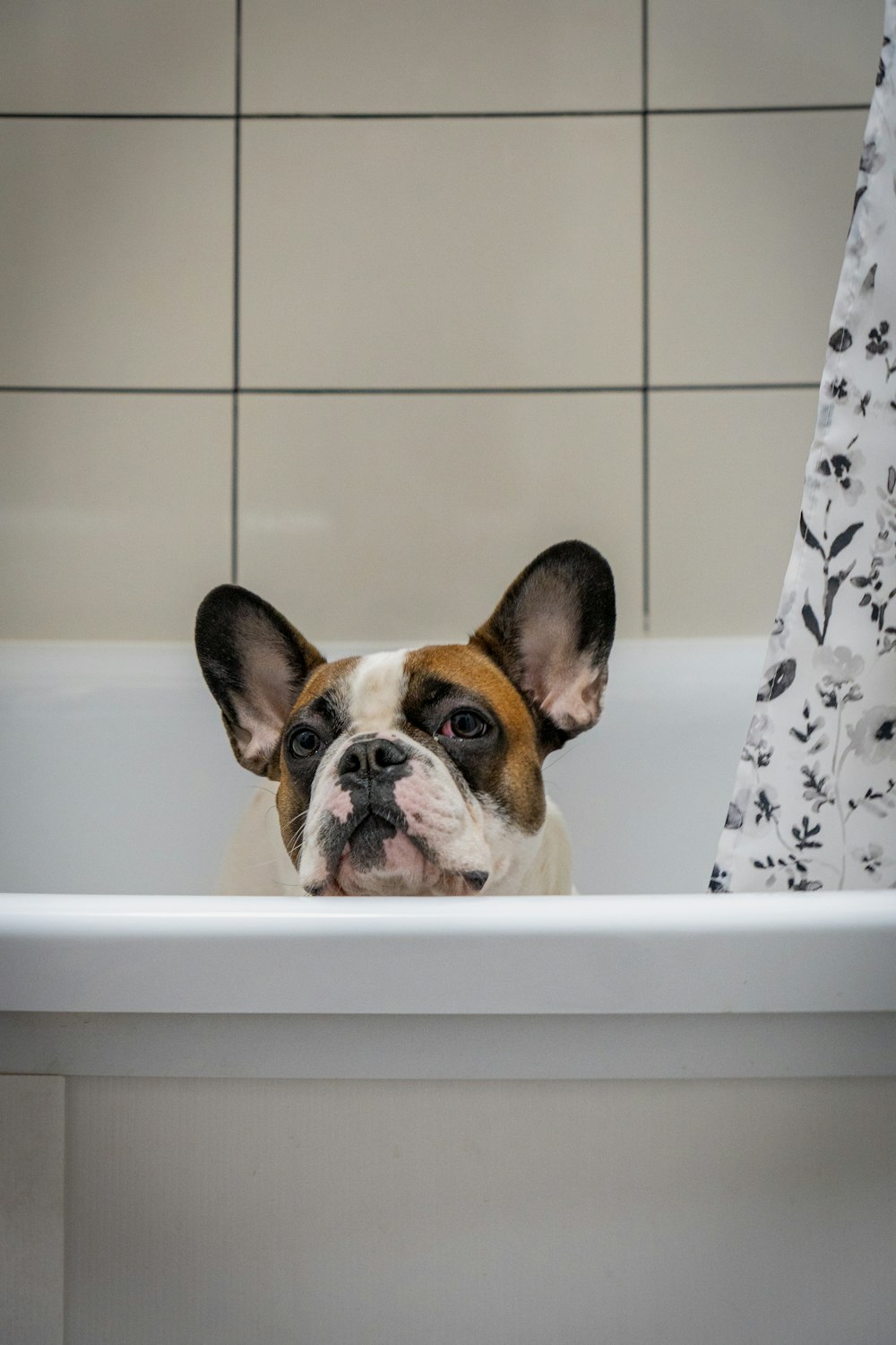 a brown and white dog sitting in a bathtub