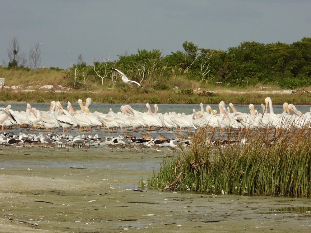 a flock of birds standing on top of a body of water