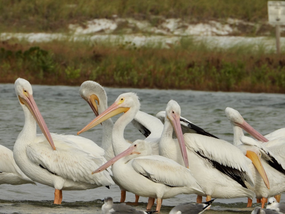 a group of pelicans standing in the water