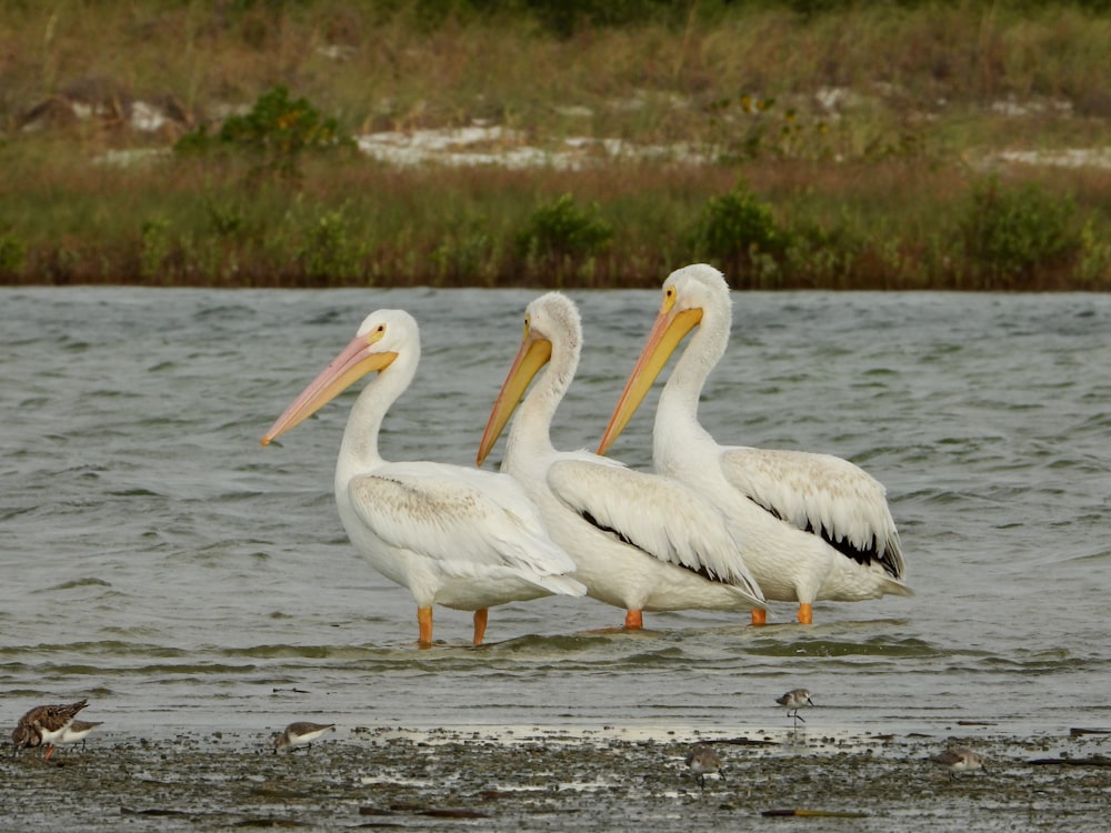 three pelicans are standing in the water together