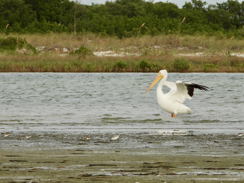 a large white bird flying over a body of water