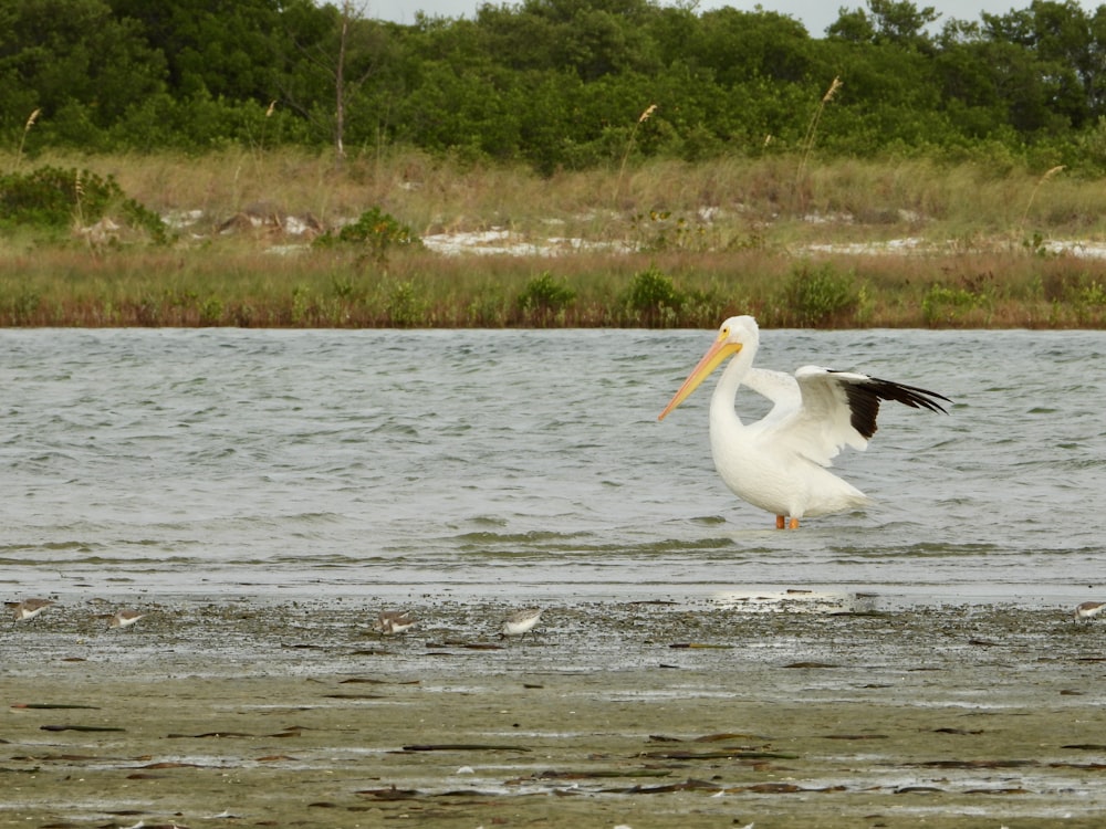un gran pájaro blanco volando sobre un cuerpo de agua