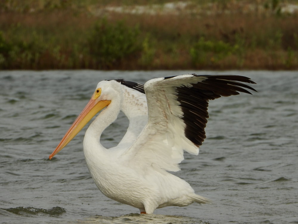 a white pelican with a large beak in the water