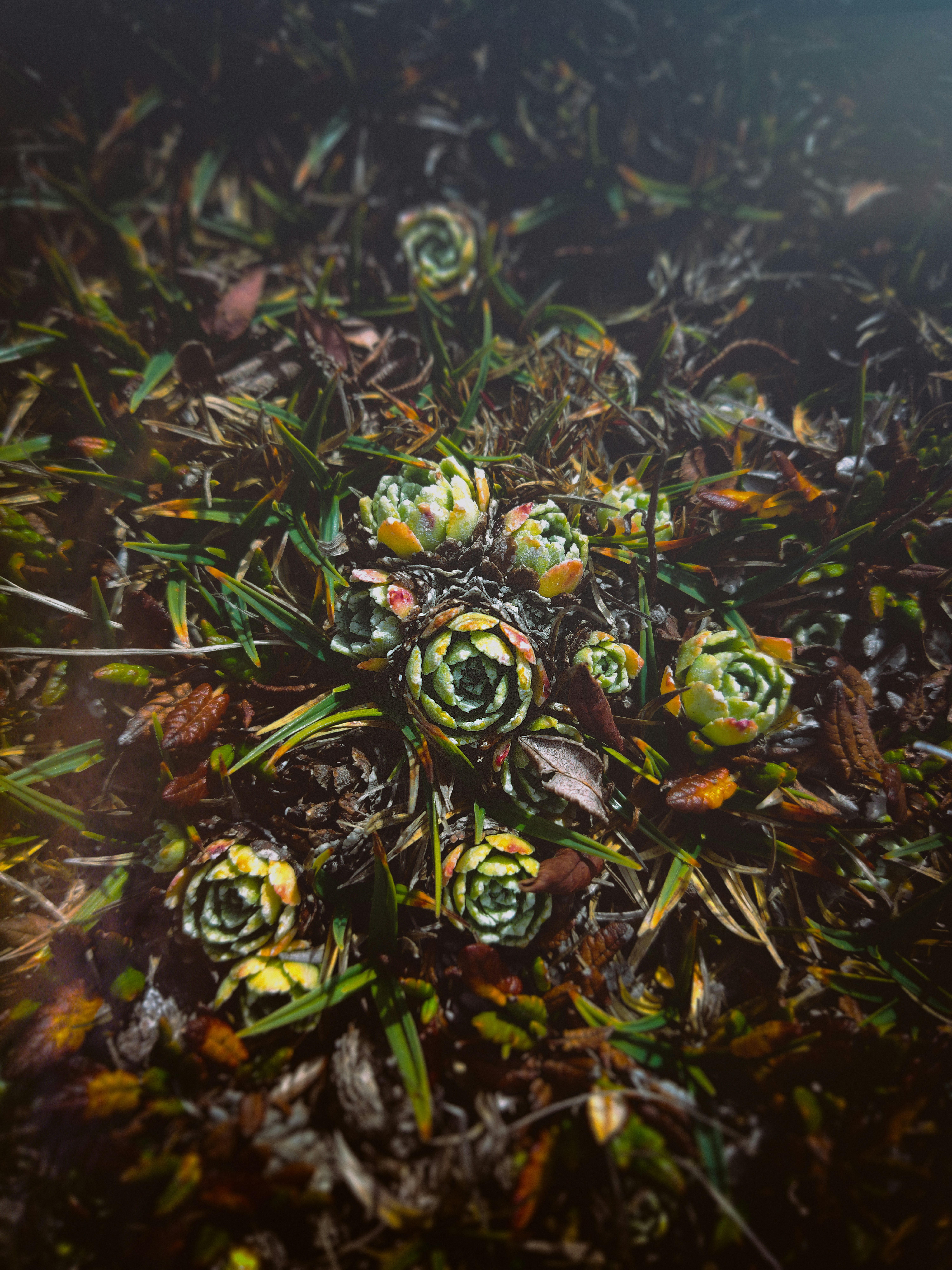 un bouquet de fleurs qui sont dans l’herbe