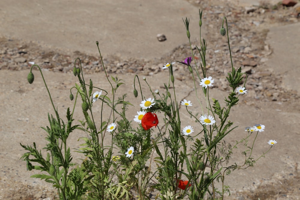 a bunch of wildflowers growing in the dirt