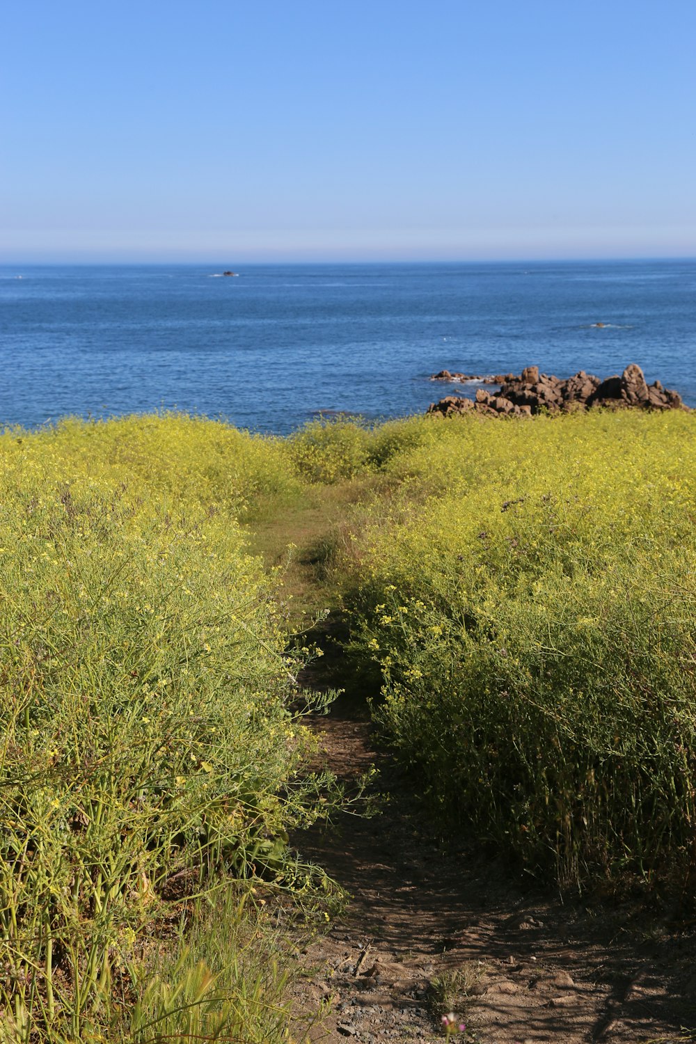 Un sentiero che porta all'oceano in una giornata di sole