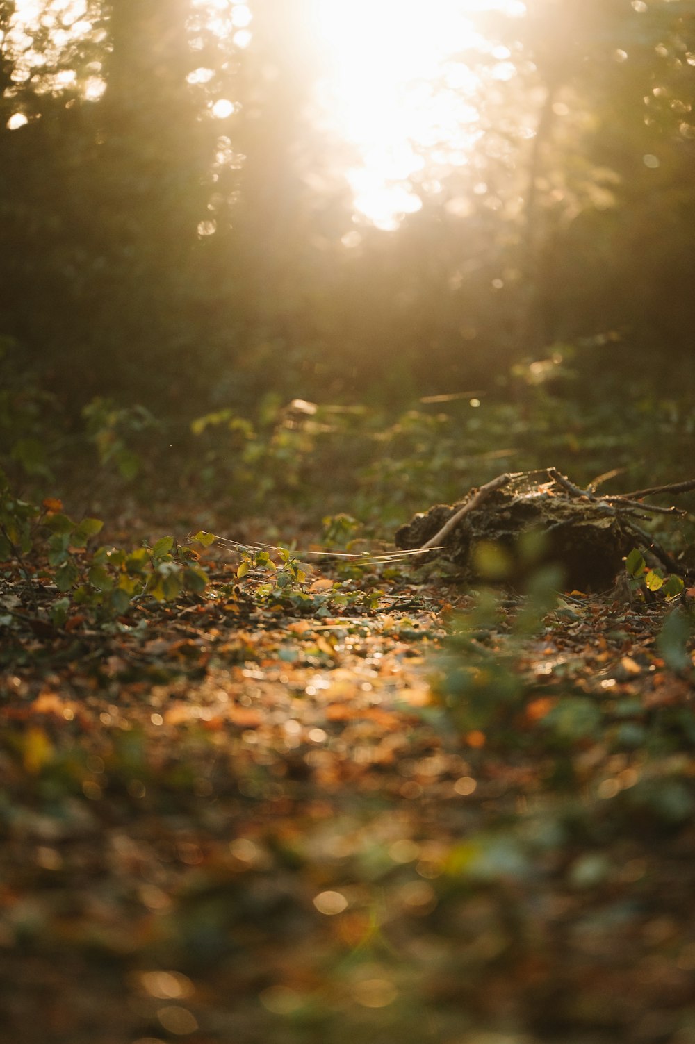 the sun is shining through the trees in the woods