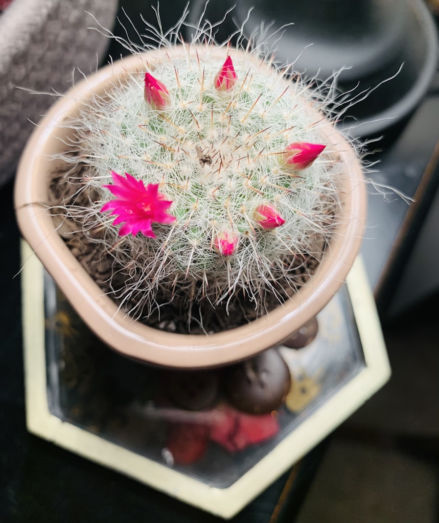 Cactus Florido