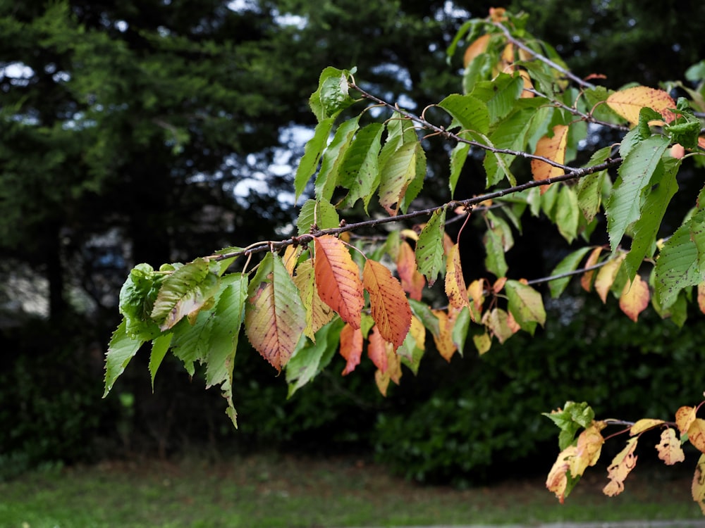 a tree branch with green and red leaves