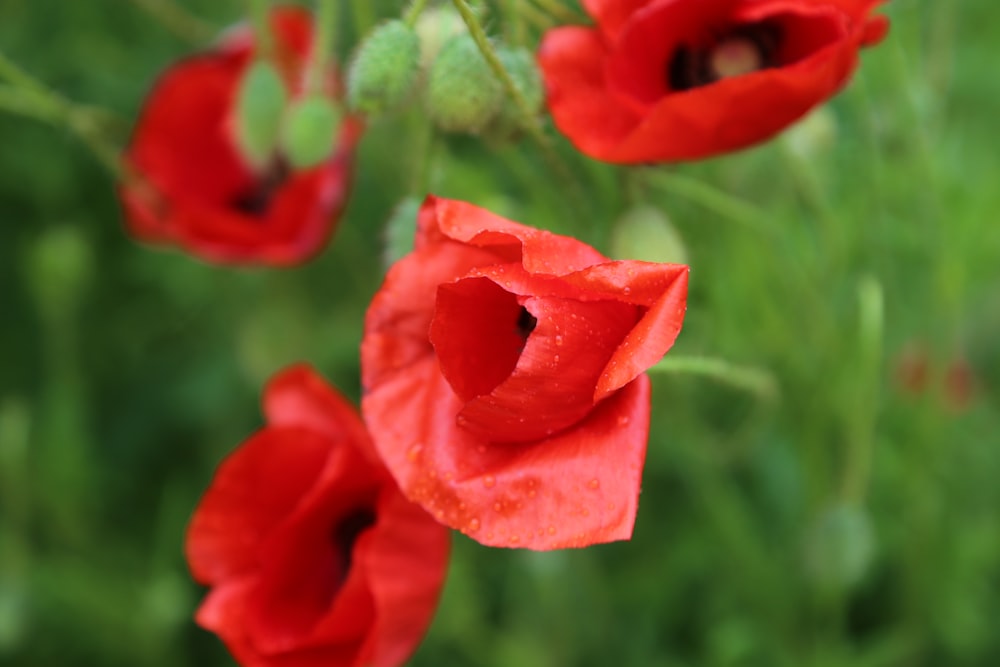 a bunch of red flowers that are in the grass