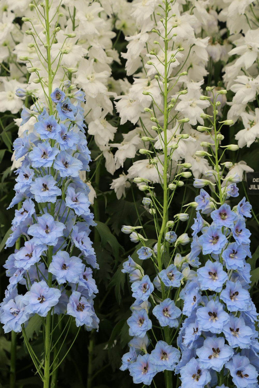 a bunch of blue and white flowers in a field