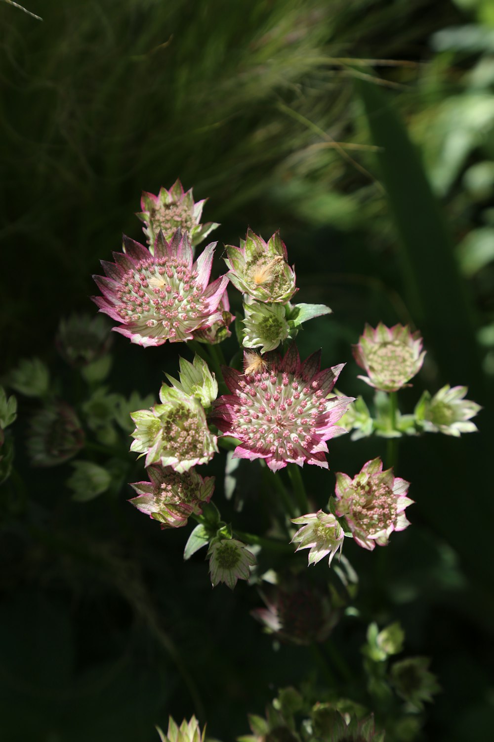 a close up of a bunch of pink flowers