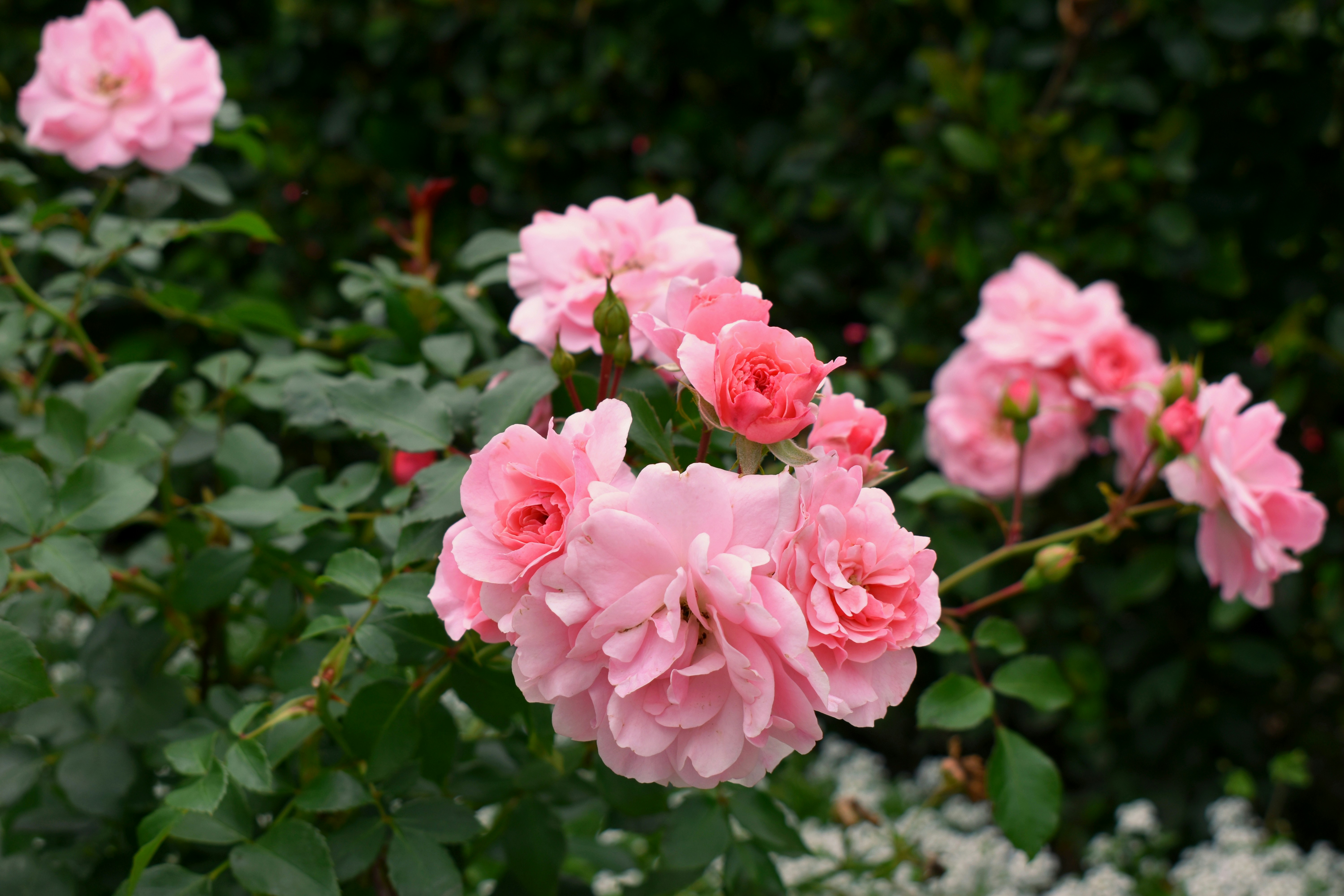 Photo by polina_grishma