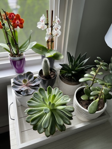 a window sill filled with potted plants next to a window