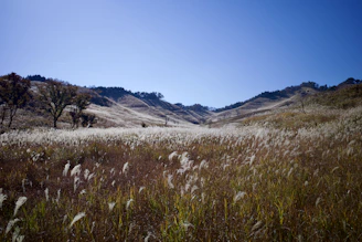 a grassy field with trees and hills in the background