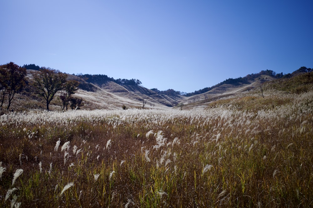 a grassy field with trees and hills in the background