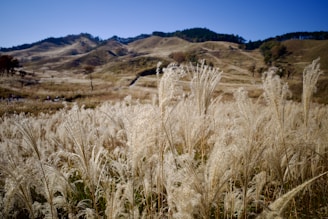 Close-up of a healthy pastureland in Pampa Húmeda with native grasses under a bright sky.