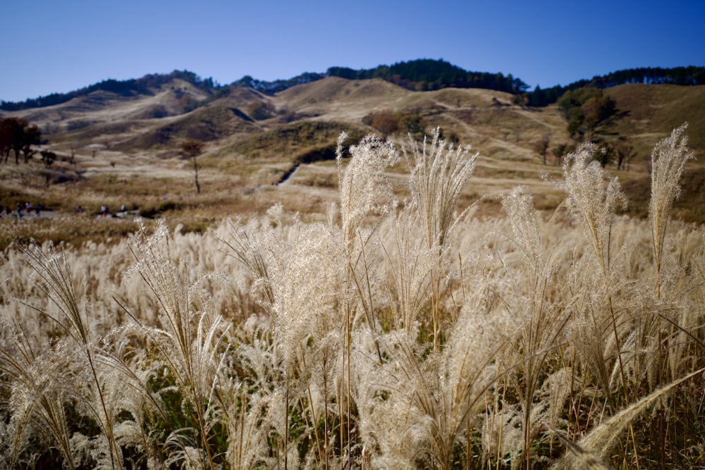a field of tall grass with hills in the background