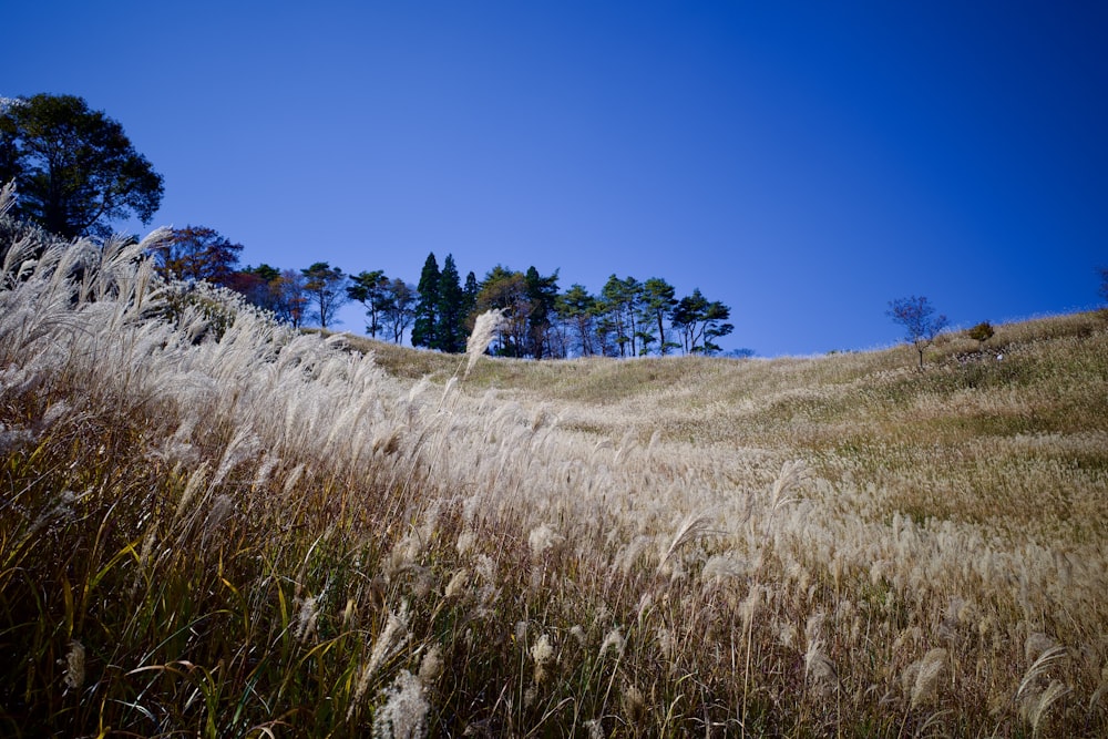 a grassy hill with trees in the background