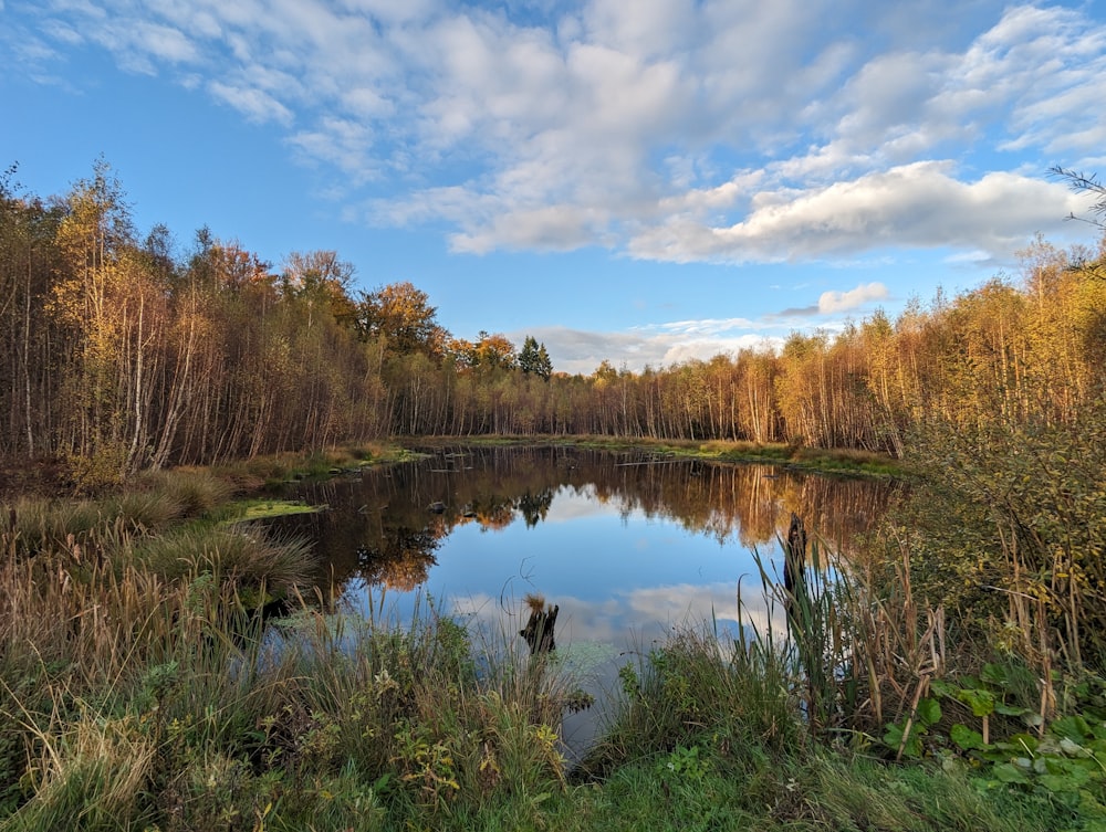 a small pond surrounded by trees and grass