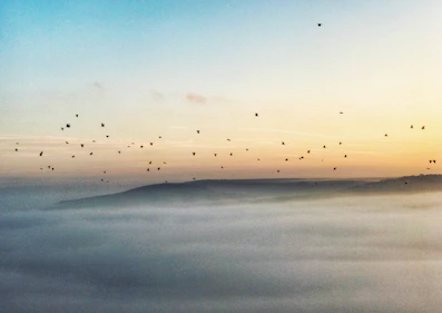 A dawn scene with birds singing among tall trees on a peaceful estate.
