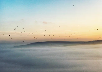 A dawn scene with birds singing among tall trees on a peaceful estate.