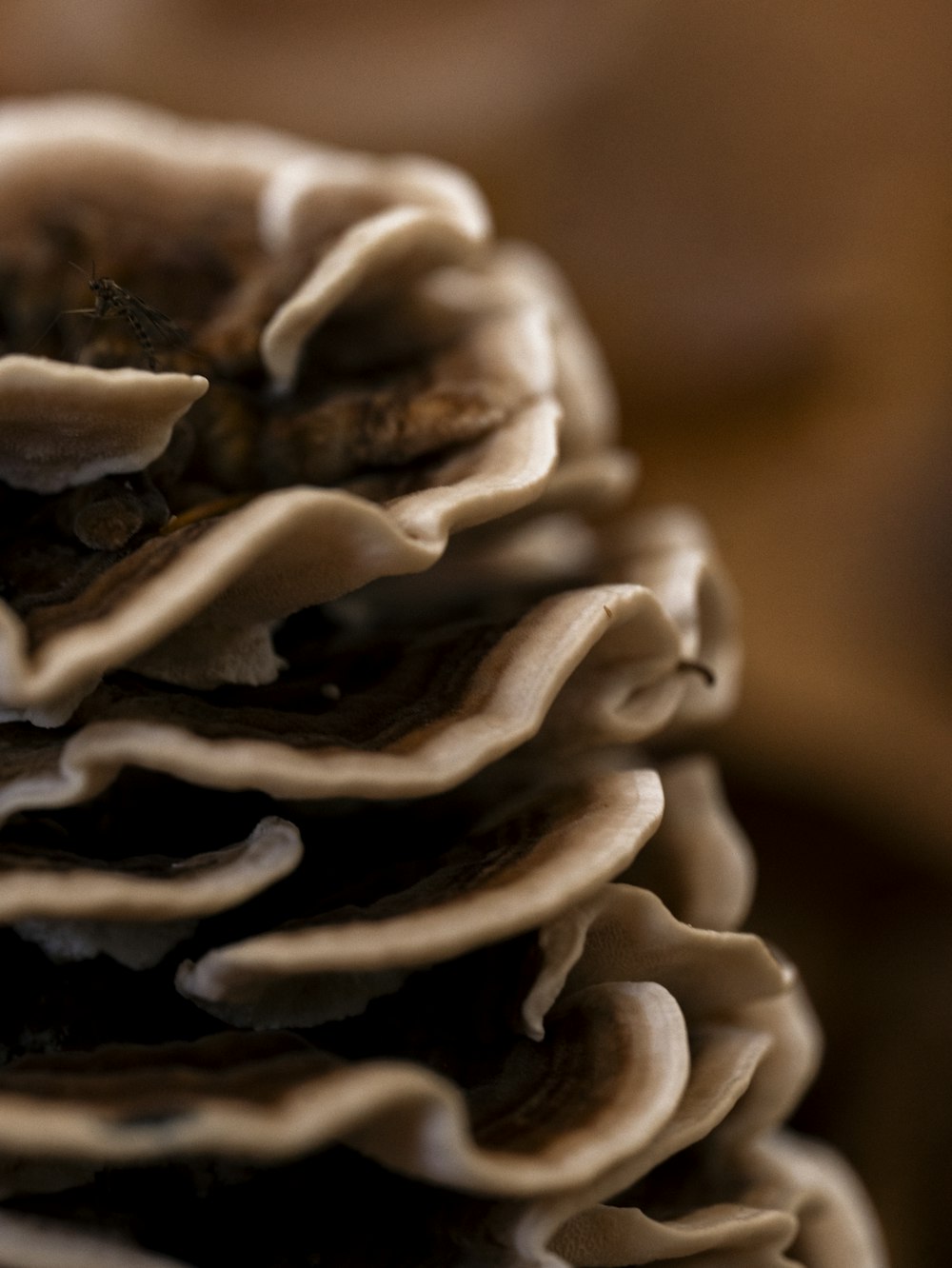 a close up of a bunch of mushrooms