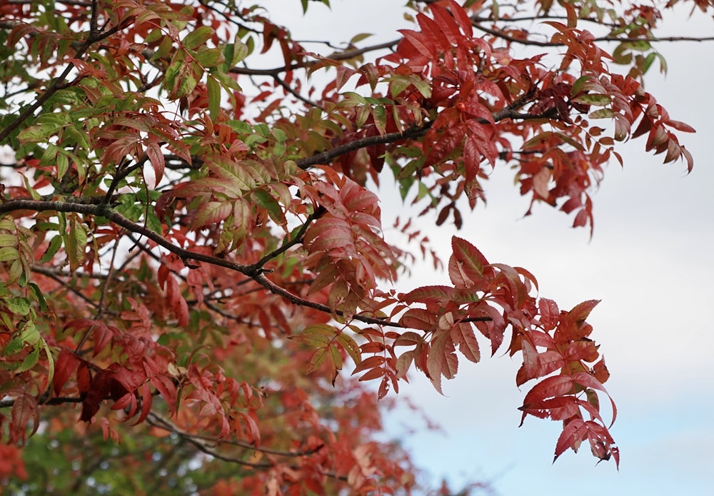 Ein Baum mit roten Blättern und blauem Himmel im Hintergrund