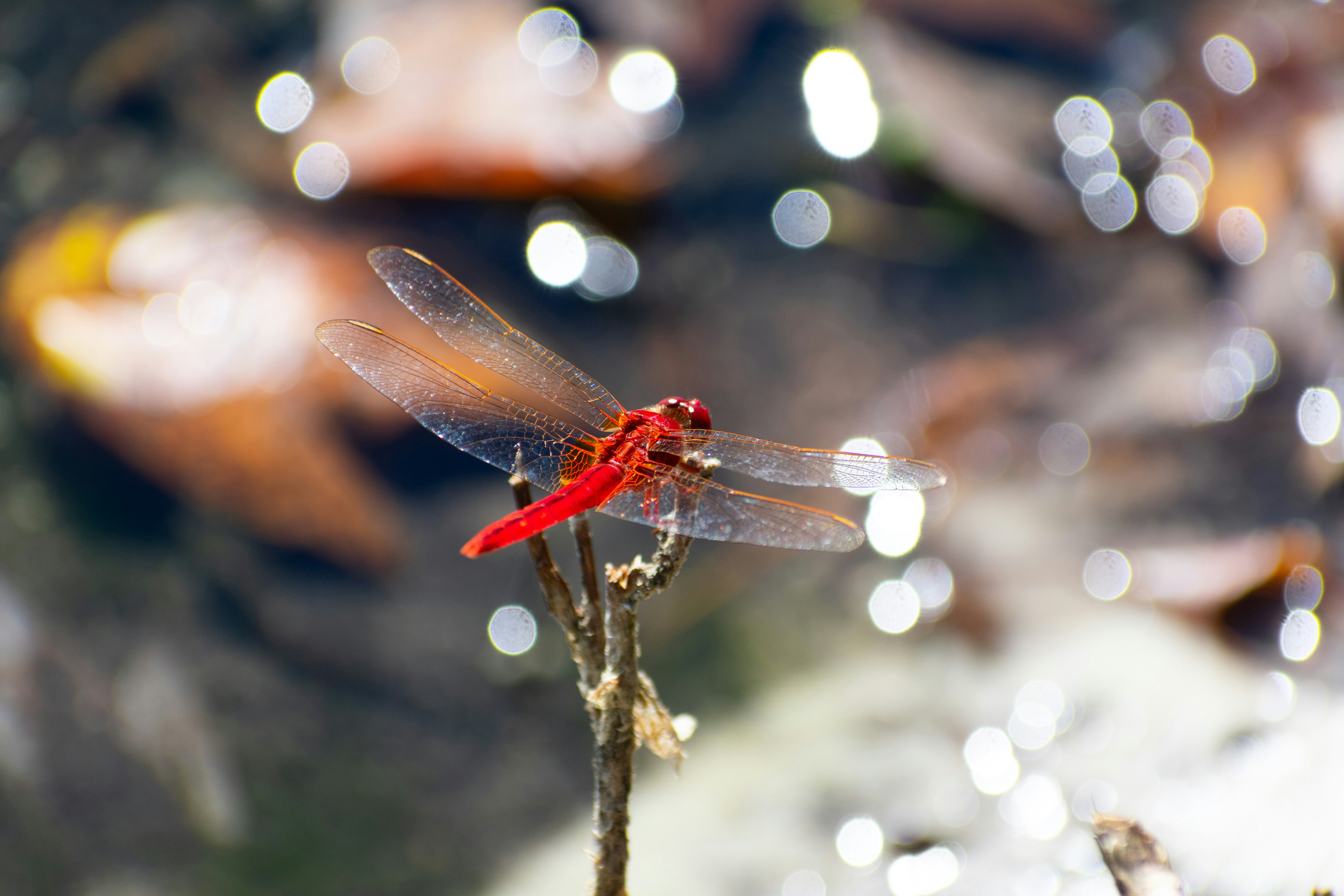 Photo by probablyrobin