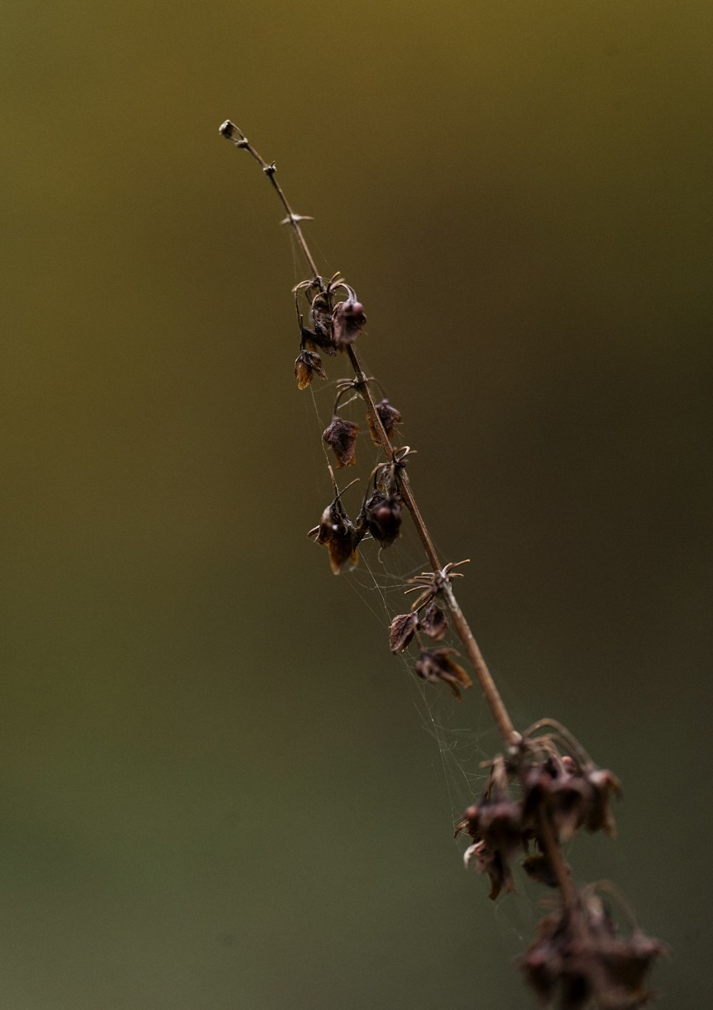 a close up of a flower on a stem