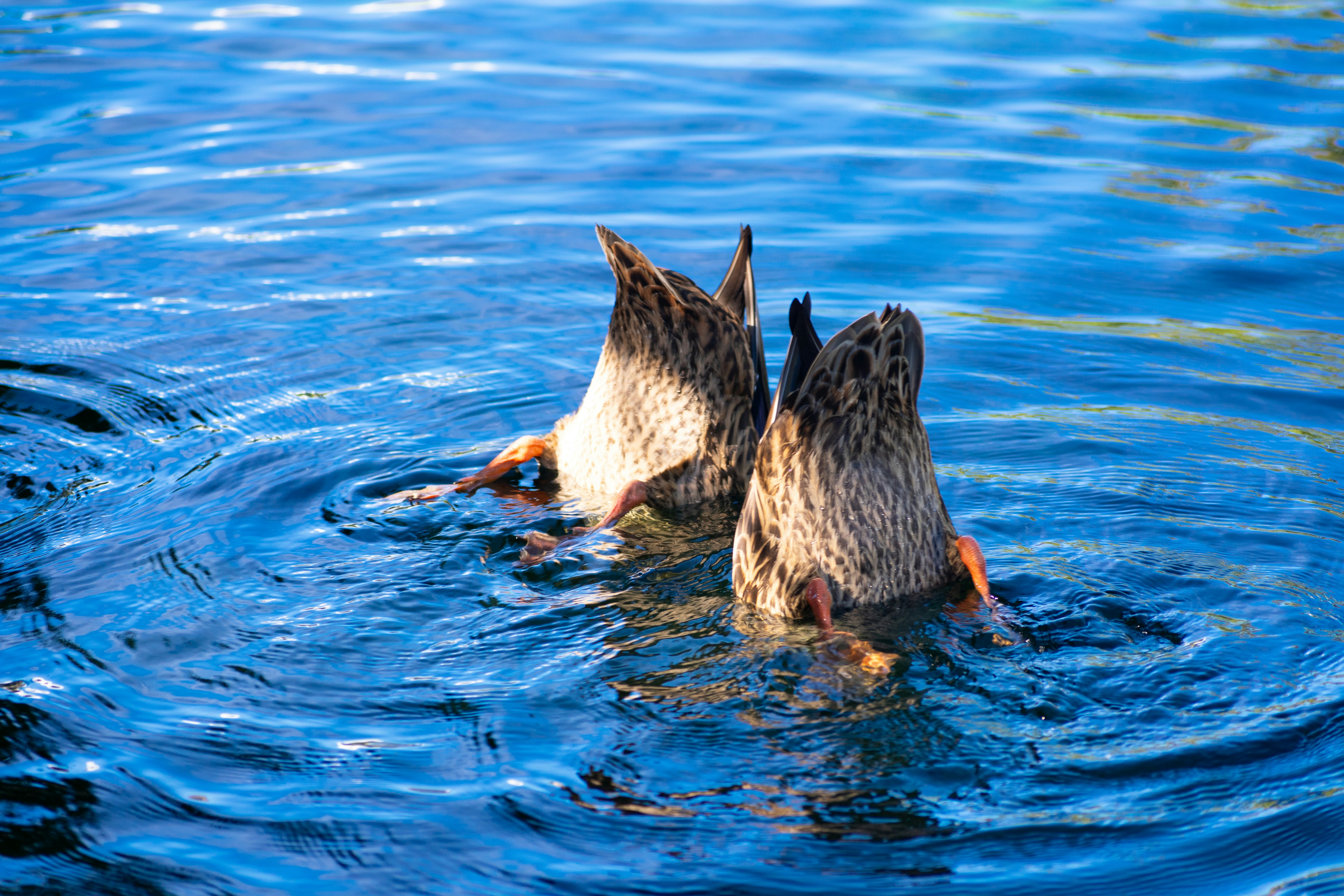 Photo by probablyrobin