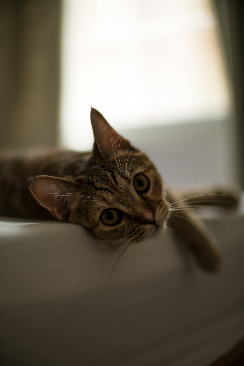 a cat laying on top of a bed next to a window