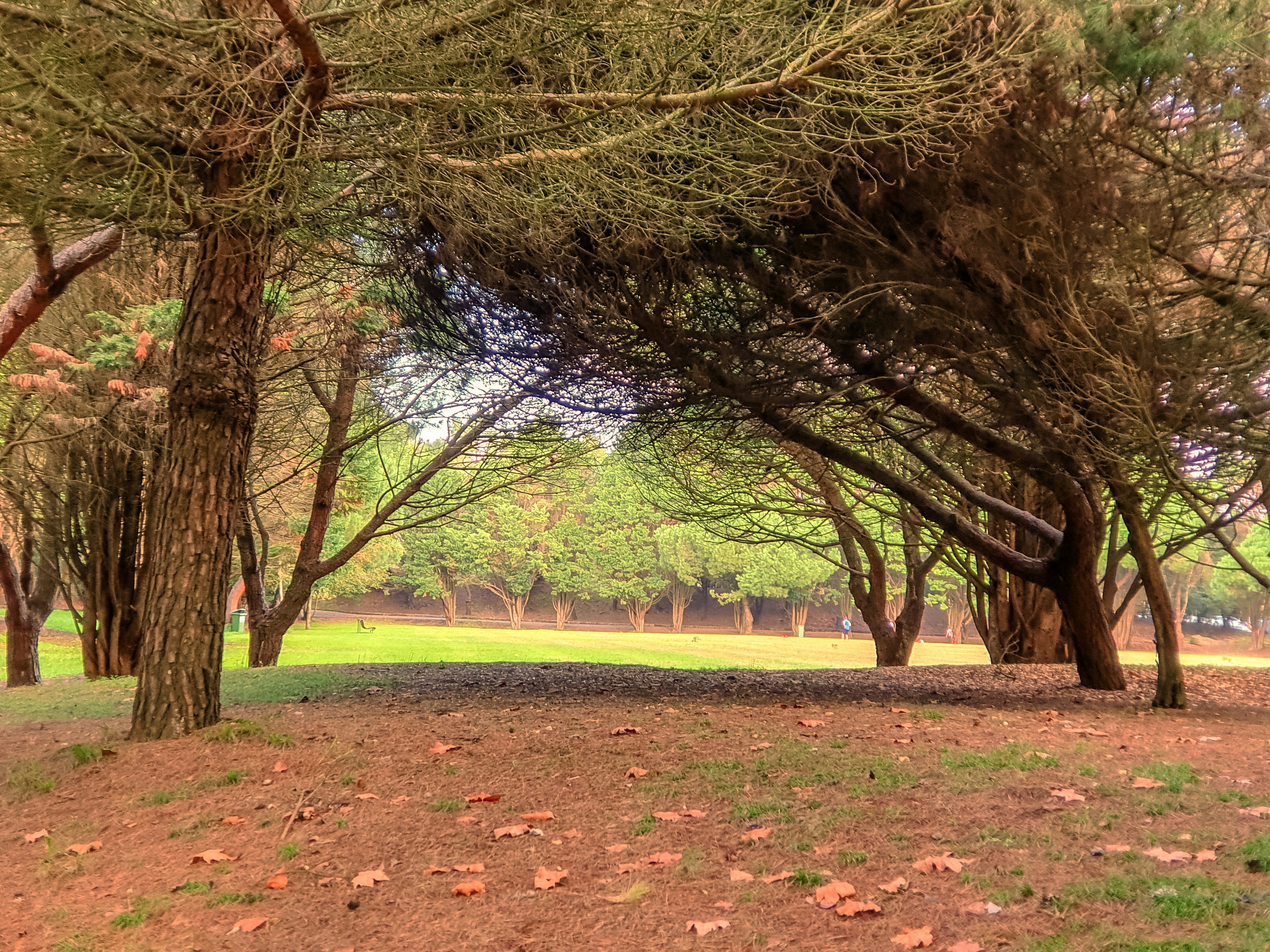 eine Gruppe von Bäumen, die nebeneinander stehen