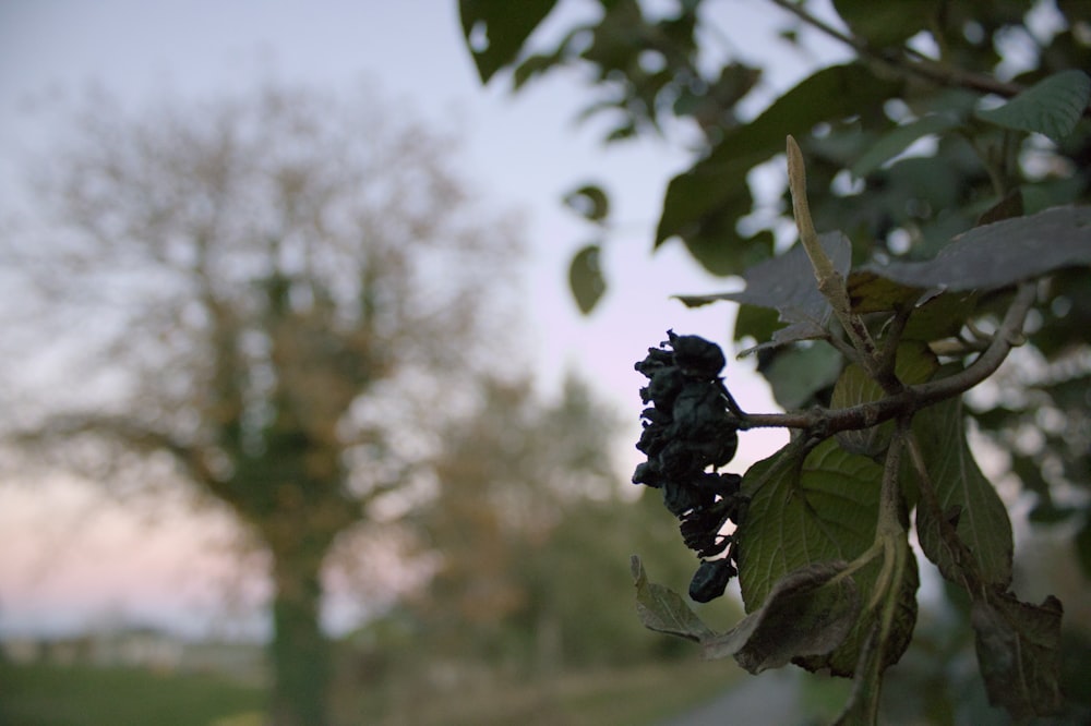 a close up of a tree branch with leaves