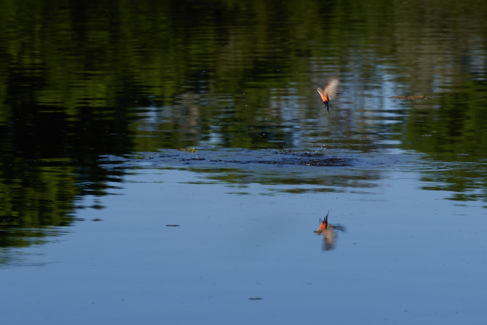 un paio di uccelli che volano sopra uno specchio d'acqua