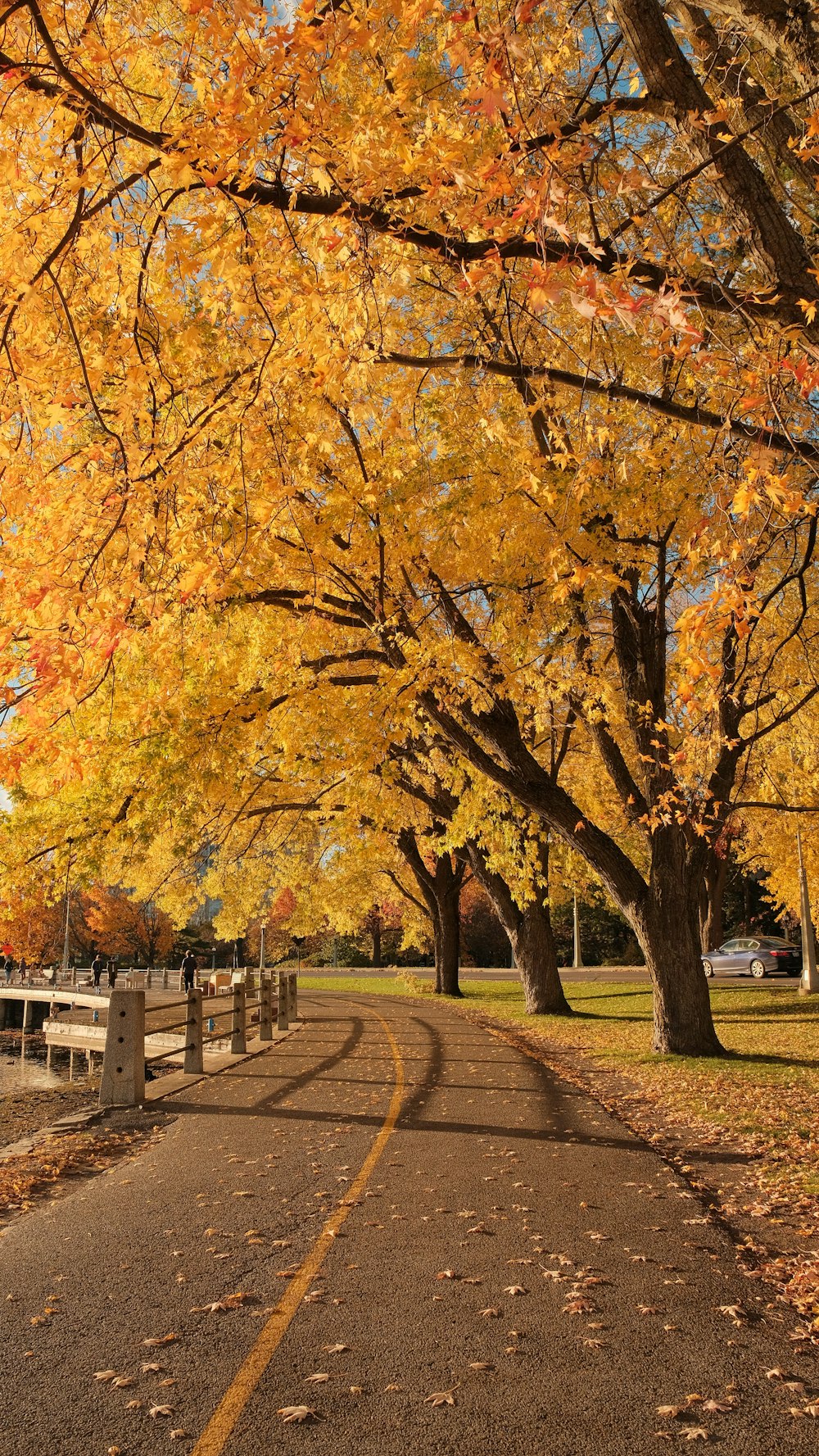 a road lined with trees with yellow and orange leaves