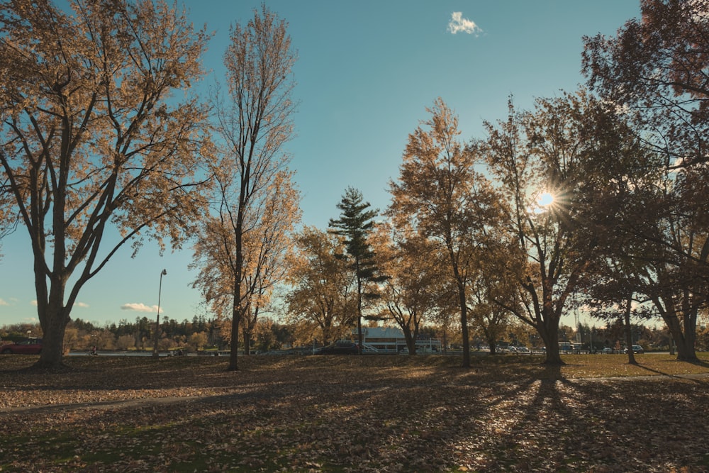 the sun is shining through the trees in the park