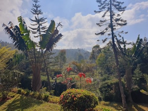 Scenic view of red sandalwood trees spread across a lush green land.