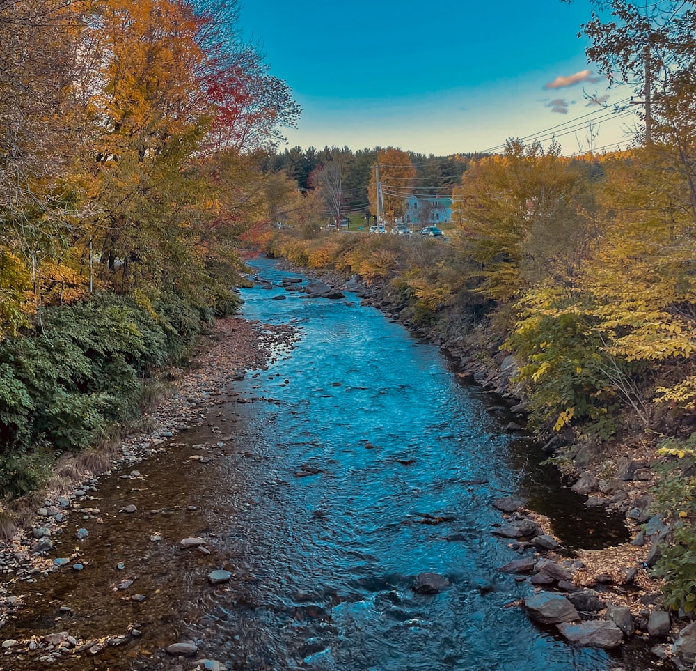 Un río que atraviesa un frondoso bosque verde