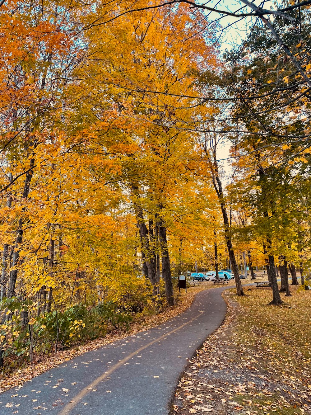 uma estrada cercada por árvores com folhas amarelas e alaranjadas